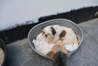 /album/gouden-mandje-gevonden/dsc-1149-jpg1/