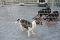 /album/gouden-mandje-gevonden/dsc-1156-jpg1/