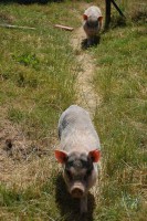 /album/gouden-mandje-gevonden/unnamed4-jpg1/