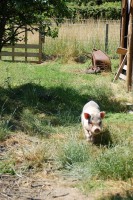 /album/gouden-mandje-gevonden/a74586-jpg/