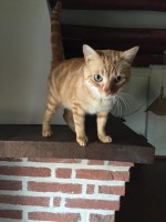 /album/gouden-mandje-gevonden/tommeke2-jpg1/