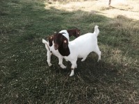 /album/gouden-mandje-gevonden/a7458989-jpg/