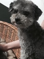 /album/gouden-mandje-gevonden/unnamed77-jpg1/