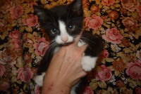 /album/gouden-mandje-gevonden/dsc-1180-jpg1/