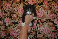 /album/gouden-mandje-gevonden/dsc-1181-jpg1/