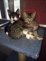 /album/gouden-mandje-gevonden/naamloos-jpg1/