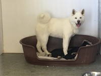 /album/gouden-mandje-gevonden/a12289658-894525120662327-6895301927723209793-n-jpg1/