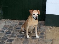 /album/gouden-mandje-gevonden/tuur-jpg1/