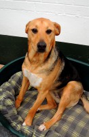 /album/gouden-mandje-gevonden/a12336094-10208099076053846-1026712507-n-jpg1/