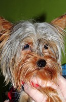 /album/gouden-mandje-gevonden/a12399076-10208194086549049-23406231-n-jpg/