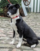 /album/gouden-mandje-gevonden/a11204867-10208398807906955-1105753538771200378-n-jpg/