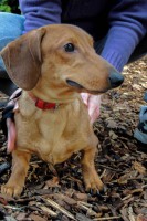 /album/gouden-mandje-gevonden/a12650766-10208579800911667-540408219-n-jpg/