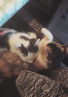 /album/gouden-mandje-gevonden/a735122-914883155293190-8241459053346345043-n-jpg/