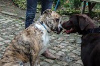 /album/gouden-mandje-gevonden/a12549011-921758701272302-6059335259020282871-n-jpg/