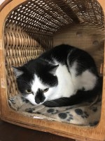 /album/gouden-mandje-gevonden/a12645112-928022727312566-1858952884827823269-n-jpg1/