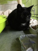 /album/gouden-mandje-gevonden/a12670176-934500056664833-7763544246804678866-n-jpg/