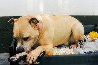 /album/gouden-mandje-gevonden/a12539894-10208398805866904-281023503-n-jpg1/