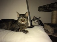 /album/gouden-mandje-gevonden/a11953111-851110301670476-8577646739463120051-n-jpg1/