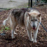 /album/gouden-mandje-gevonden/a13006634-981164561998382-7831102932234211449-n-jpg1/