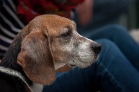 /album/gouden-mandje-gevonden/a13062674-10209288988440912-1467726979-o-jpg/