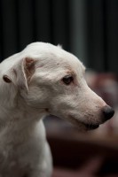 /album/gouden-mandje-gevonden/a13090175-10209288987560890-1743371767-n-jpg/