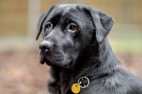 /album/gouden-mandje-gevonden/a13313548-10209605024741622-418061582-o-jpg1/