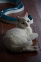 /album/gouden-mandje-gevonden/img-0021-1-1-jpg/