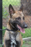 /album/gouden-mandje-gevonden/rex1-jpg/