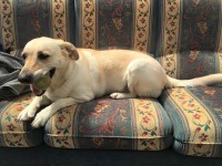 /album/gouden-mandje-gevonden/a13567218-1028047123976792-8800351767852473939-n-jpg/